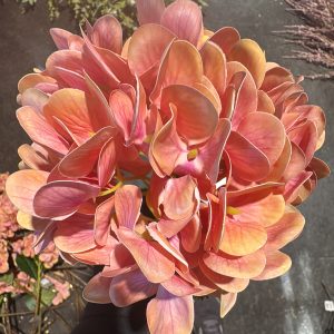 18" Coral Hyd Stem