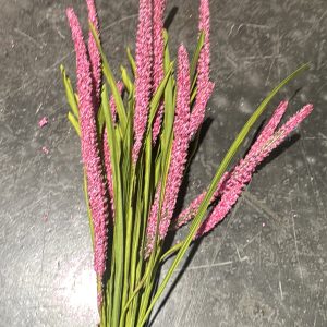 Foxtail Bush H24 BT