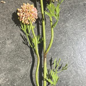 25" Lt. PK Allium Stem