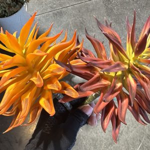 PL Star Succulent Pick 7" (Flame)