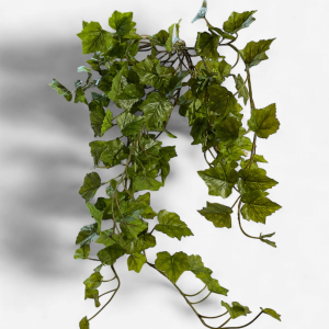 GRAPE LVS HANGING VINE
