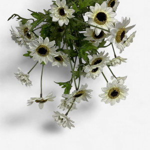 25" White Black-Eyed Susan Bush