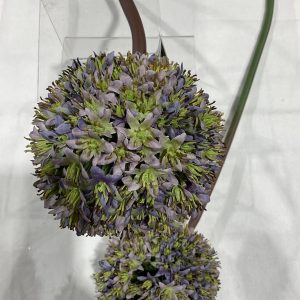 30" Dark Purple Allium Stem