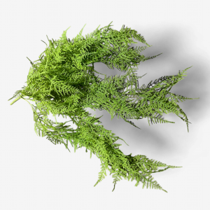 27" Asparagus Fern Bush x 5
